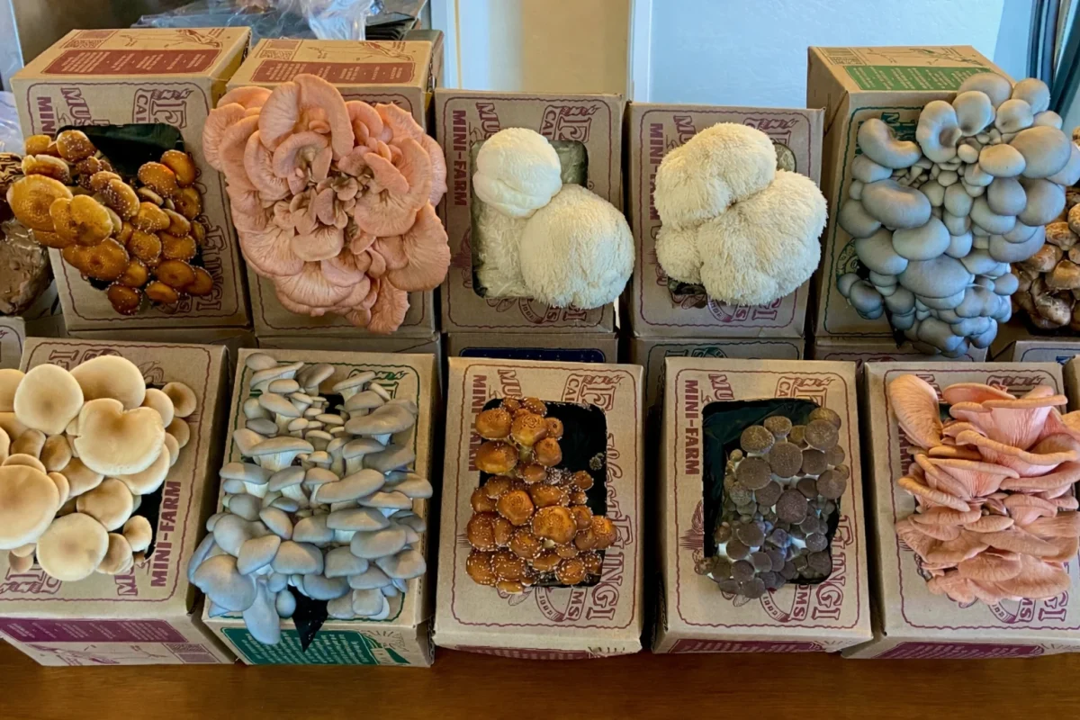 Featured mushroom products at Denver Mushroom Store