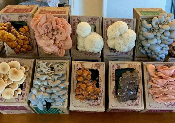 Featured mushroom products at Denver Mushroom Store