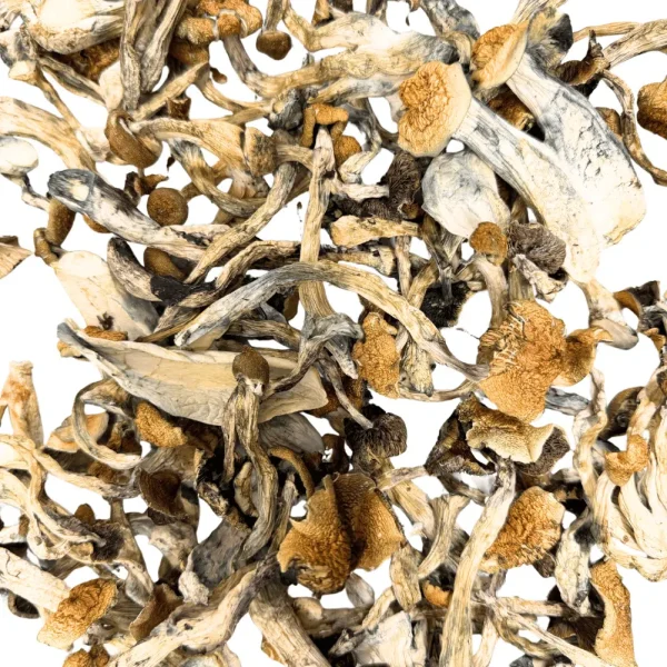 Golden Teacher