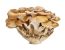 Mushroom guide resources at Denver Mushroom Store