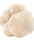 Lion’s Mane mushroom guide at Denver Mushroom Store