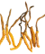 Cordyceps mushroom guide at Denver Mushroom Store