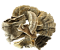 Turkey Tail mushroom guide at Denver Mushroom Store