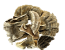 Turkey Tail mushroom guide at Denver Mushroom Store