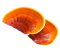 Reishi mushroom guide at Denver Mushroom Store