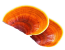 Reishi mushroom guide at Denver Mushroom Store