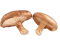 Shiitake