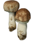 Agaricus Blazei mushroom guide at Denver Mushroom Store