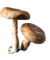 Shiitake mushroom guide at Denver Mushroom Store